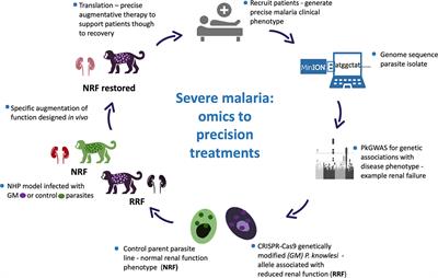 Plasmodium knowlesi – Clinical Isolate Genome Sequencing to Inform Translational Same-Species Model System for Severe Malaria